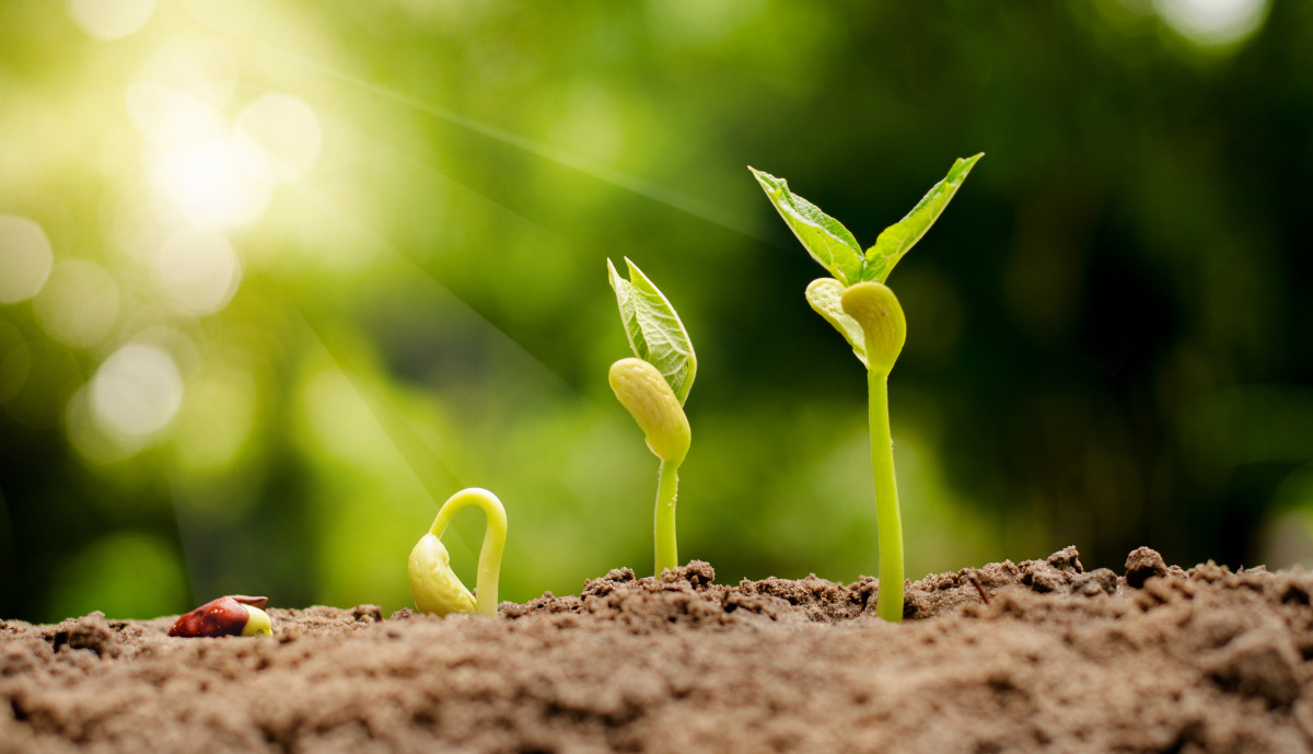 Funding for tree planting NZ | Canopy