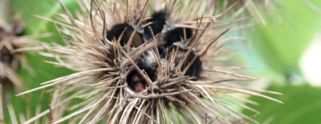 Entelea arborescens